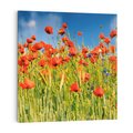 Obraz na płótnie 30x30 - Delikatne maki na kolorowej łące - mak, maki