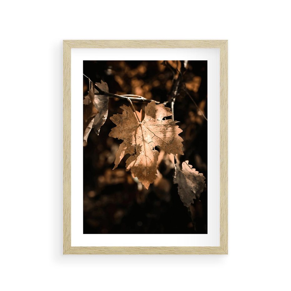Plakat w ramie 30x40 - Uroczy Liść na Drzewie - jesienny liść, żółty liść na drzewie - rama drewno