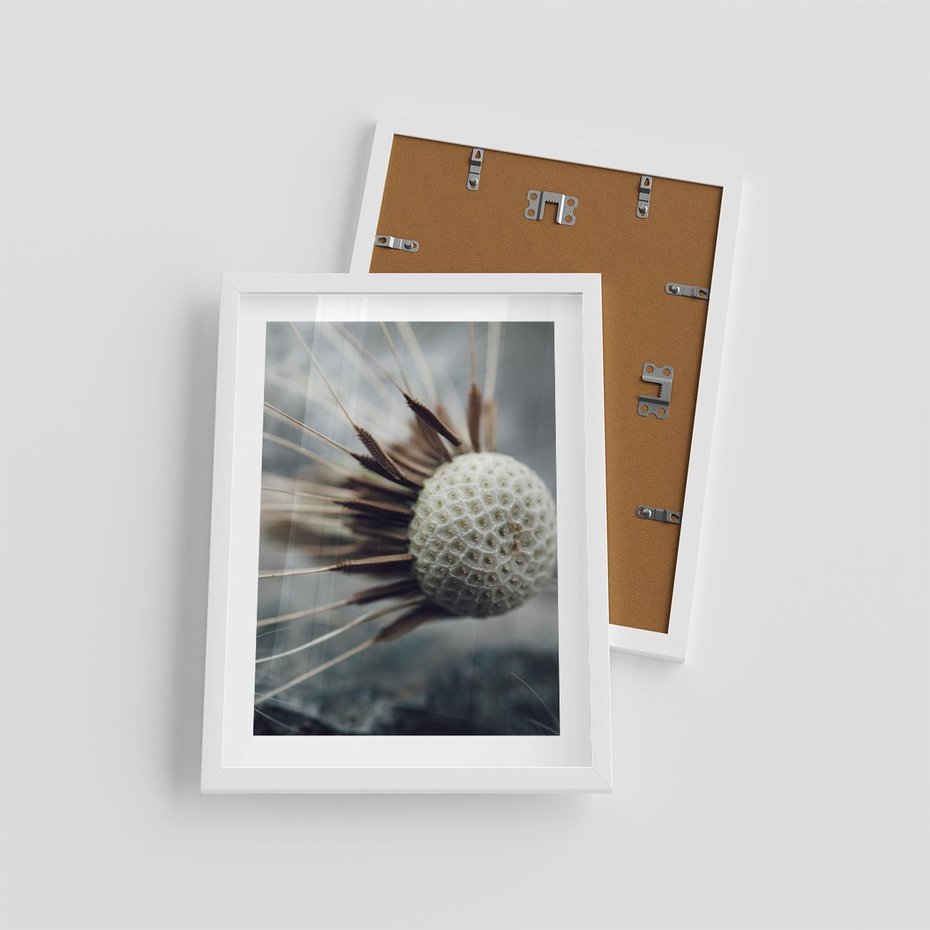 Plakat w ramie 30x40 - Makro Dmuchawiec - dmuchawiec, zbliżenie - rama biała