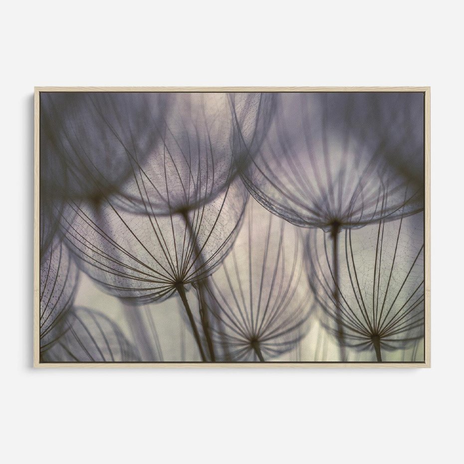 Obraz w ramie 120x80 - Makro dmuchawiec - piękno drobnych detali - dmuchawce, makro - rama drewno