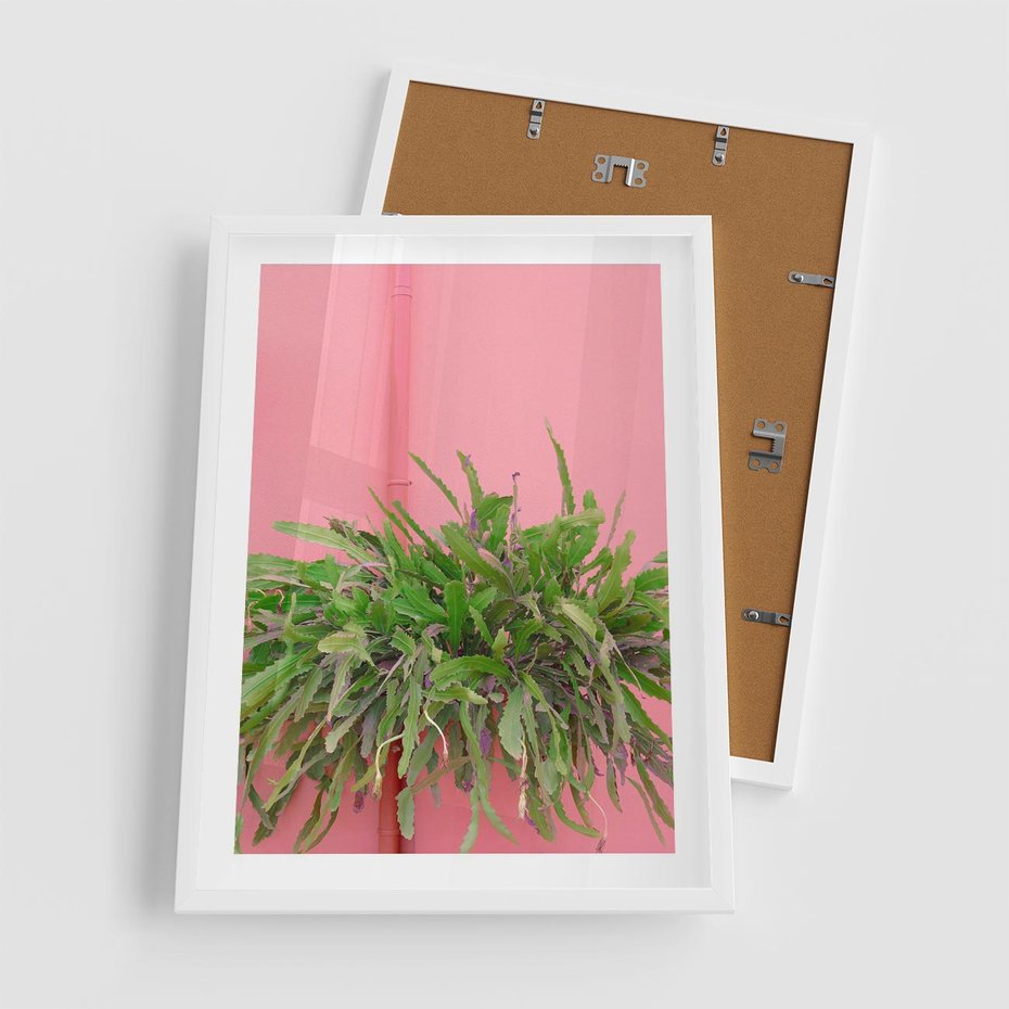 Plakat w ramie 50x70 - Fotografia Rośliny z Różowym Tłem - fotografia, zielona roślina na tle różwj ściany - rama biała