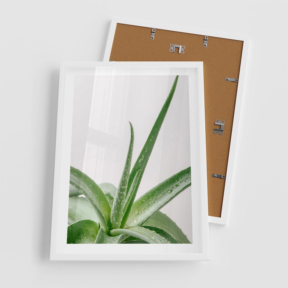 Plakat w ramie 50x70 - Zielone Piękno - aloes, liście - rama biała