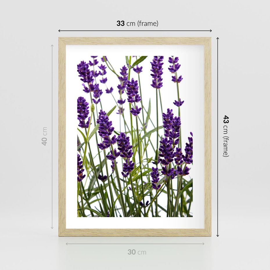 Plakat w ramie 30x40 - Fioletowa harmonia lawendy - lawenda, fiolet - rama drewno
