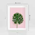 Plakat w ramie 40x50 - Egzotyczna Roślinność - liście, monstera - rama biała