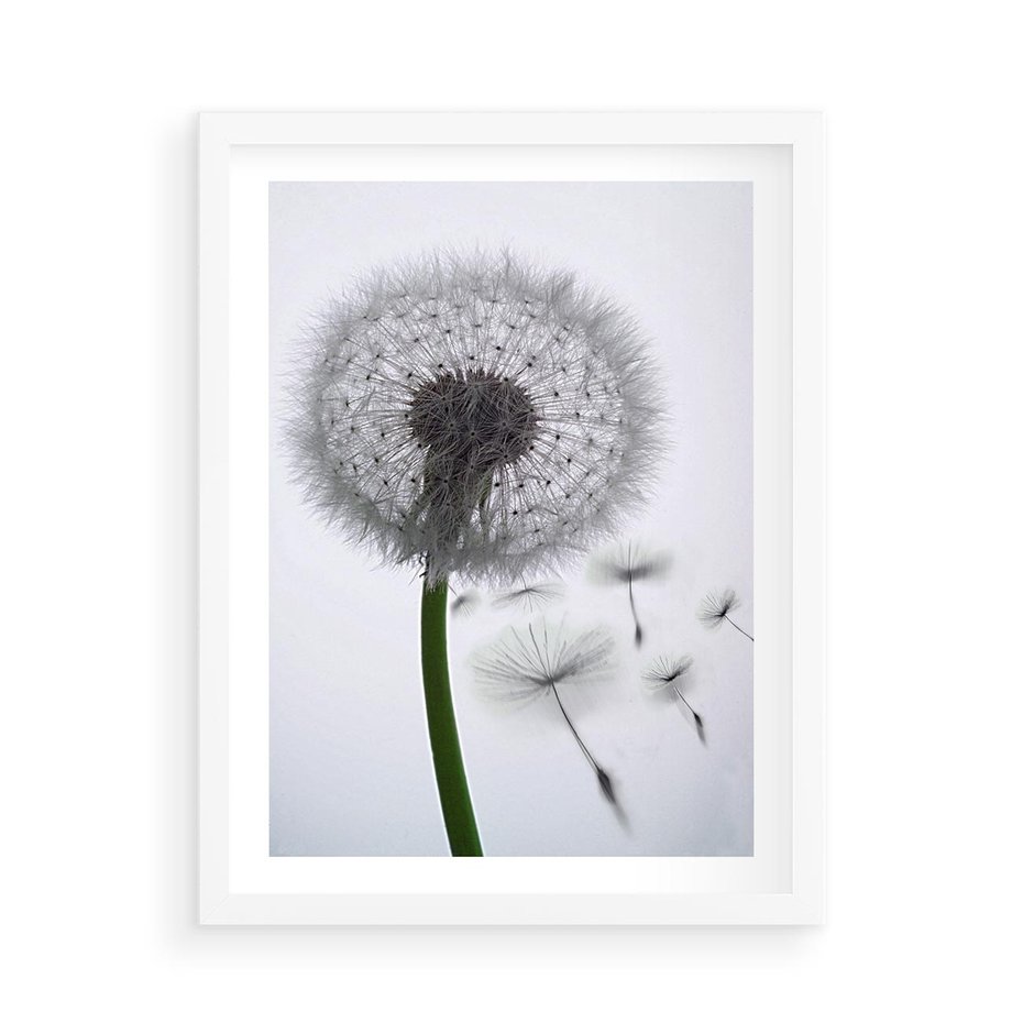 Plakat w ramie 50x70 - Lekkość Przemijania - dmuchawiec, makro - rama biała
