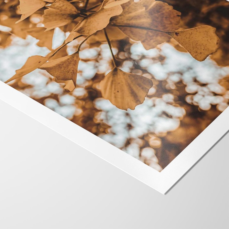 Plakat bez ramy 21x30 - Nostalgiczny Miłorząb - miłorząb, liście