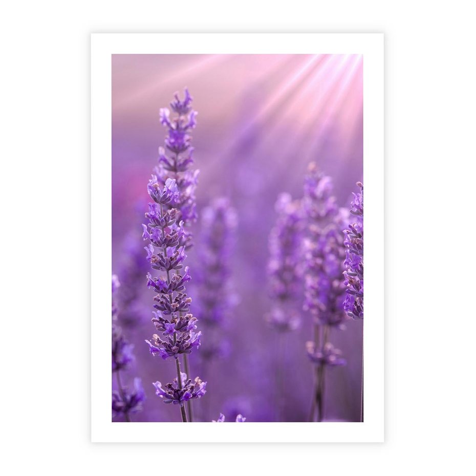 Plakat bez ramy 30x40 - Fioletowa harmonia lawendy - lawenda, fiolet