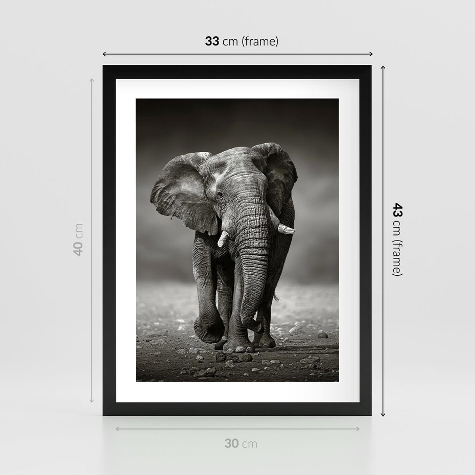 Plakat w ramie 30x40 - Majestatyczny słoń Afryki - słoń, Afryka - rama czarna