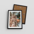 Plakat w ramie 30x40 - Tropikalna Palma: Fotografia z Kokosami - palma kokosowa, kokosy - rama czarna