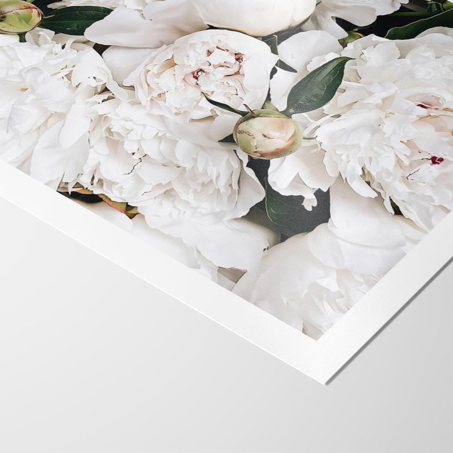 Plakat bez ramy 21x30 - Modne Białe Kwiaty - białe kwiaty, płatki