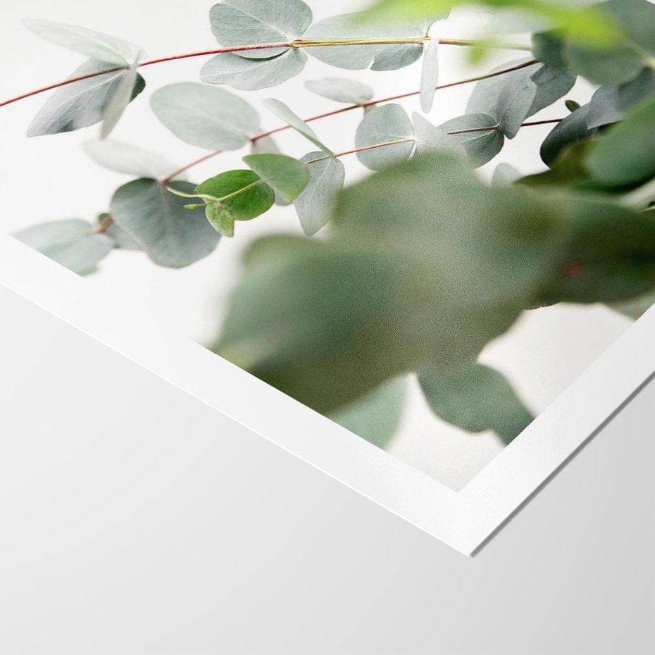 Plakat bez ramy 30x40 - Zielony Świat Eukaliptusa - eukaliptus, fotografia