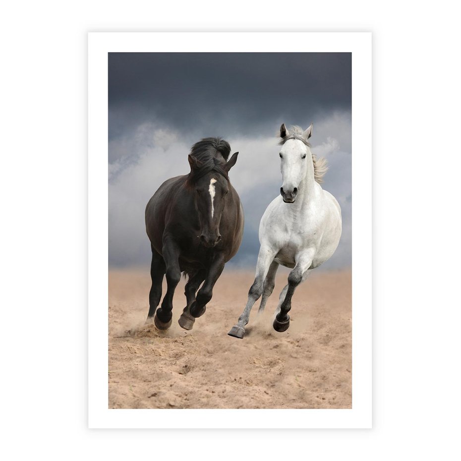 Plakat bez ramy 30x40 - Siła koni w galopie - konie, galop