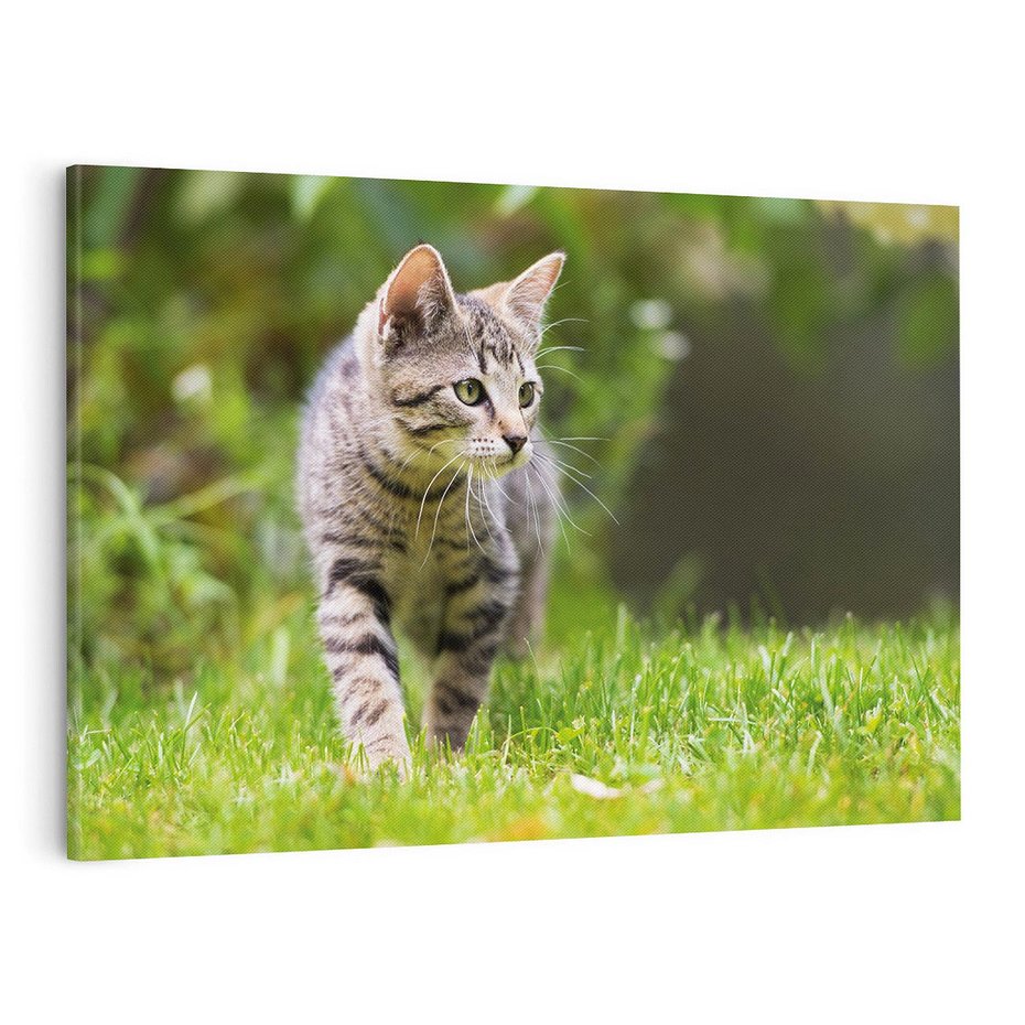 Obraz na płótnie 100x70 - Kocie polowanie w ogrodzie - kot, polowanie