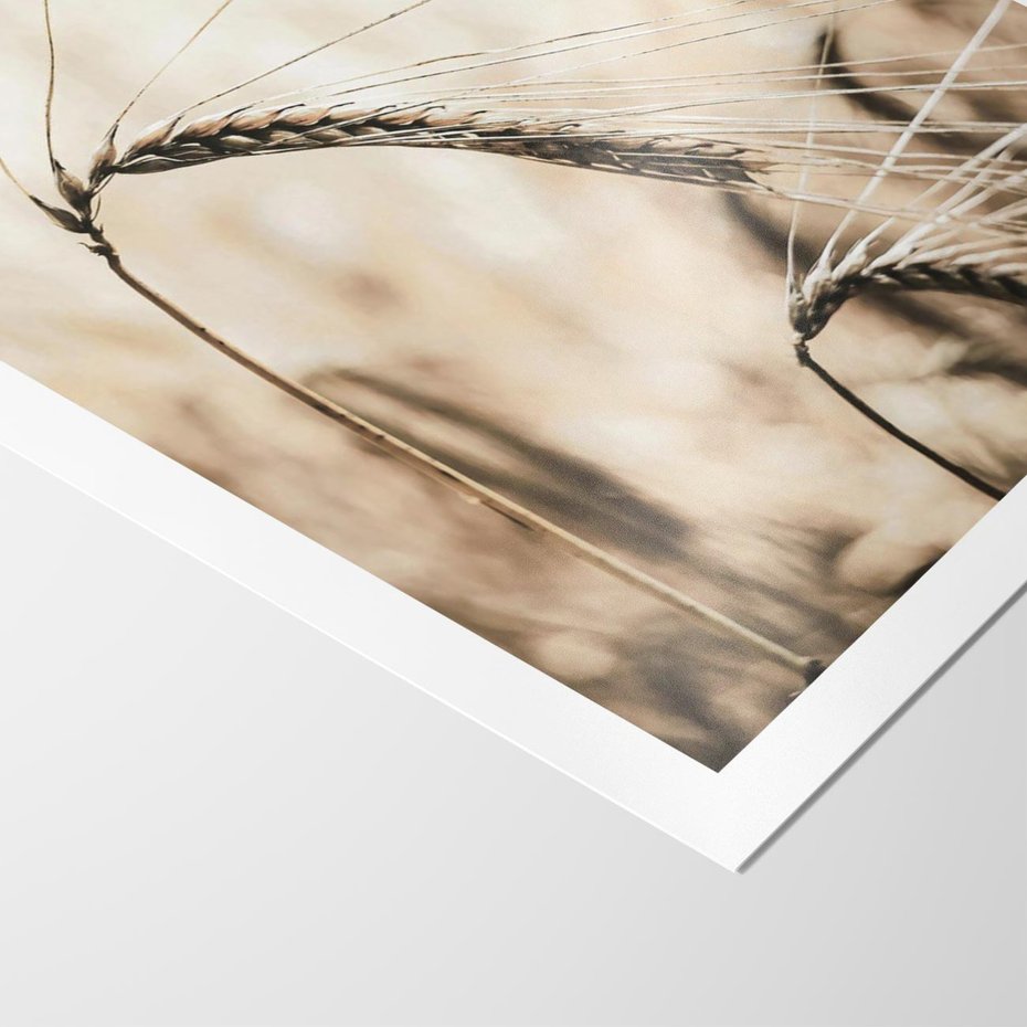 Plakat bez ramy 21x30 - Źdźbło Pszenicy: Blisko Natury - źdźbło pszenicy, pszenica