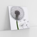 Obraz na płótnie 30x30 - Lekkość Przemijania - dmuchawiec, makro
