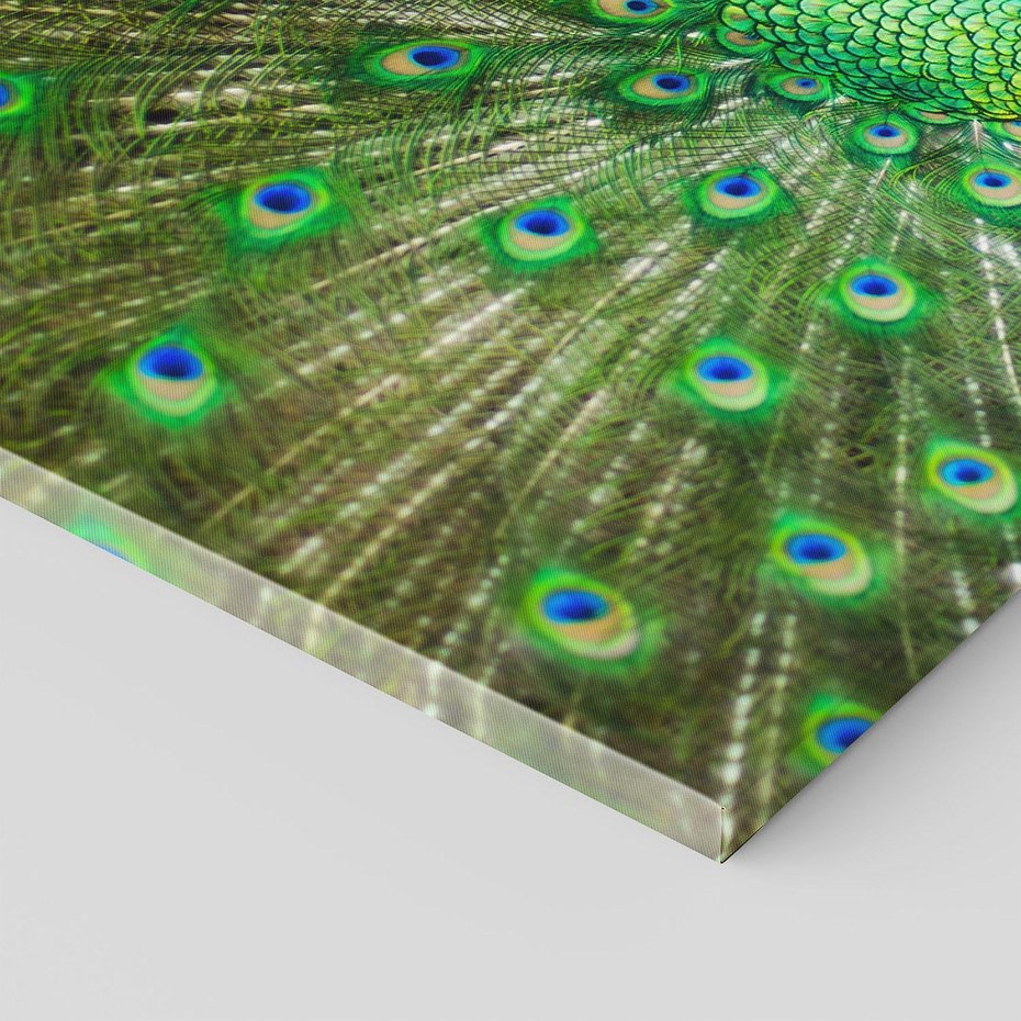 Obraz na płótnie 120x80 - Wspaniałość pawich piór - paw, pióra