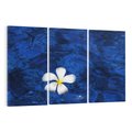 Obraz na płótnie 120x80 - Kwiaty wodne delikatność natury - kwiat, woda