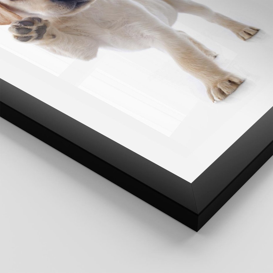 Plakat w ramie 40x50 - Szczeniak pełen radości - piesek, szczeniak - rama czarna