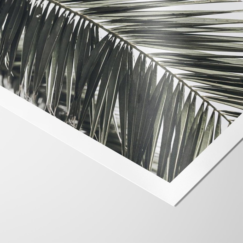 Plakat bez ramy 30x40 - Liść Palmy: Egzotyczny Detal Natury - palma, liść palmy
