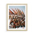 Plakat w ramie 50x70 - Tropikalna Harmonia - palma, liście palmy - rama drewno