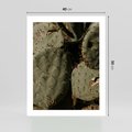 Plakat bez ramy 40x50 - Urok Egzotyki - kaktusy, boho