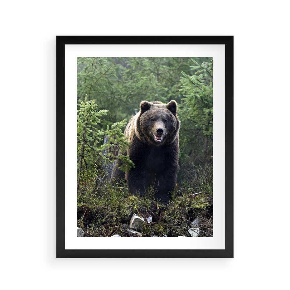 Plakat w ramie 40x50 - Spotkanie z Niedźwiedziem w Lesie - niedźwiedź, las - rama czarna