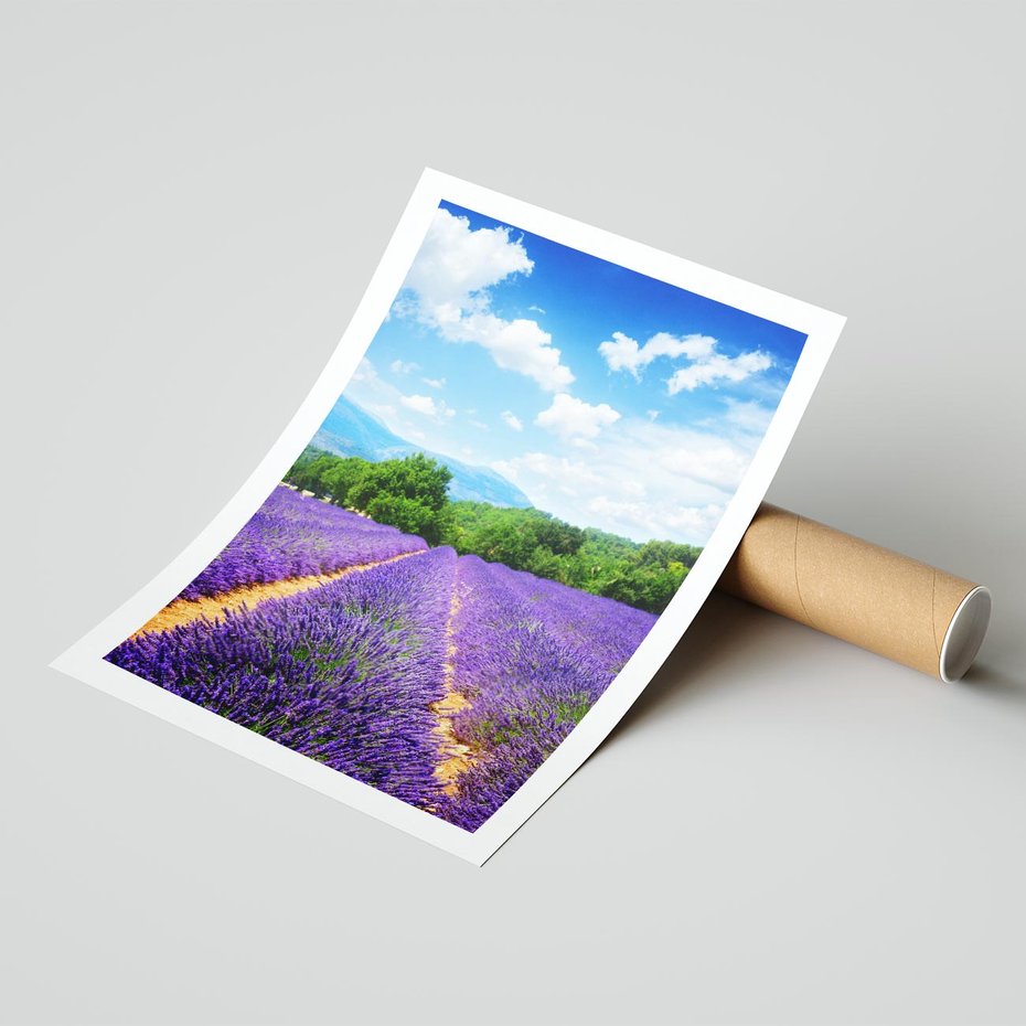 Plakat bez ramy 21x30 - Prowansalska Lawenda - lawenda, prowansja