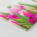 Obraz na płótnie 140x70 - Tulipany w pełnym rozkwicie - tulipany, kwiaty