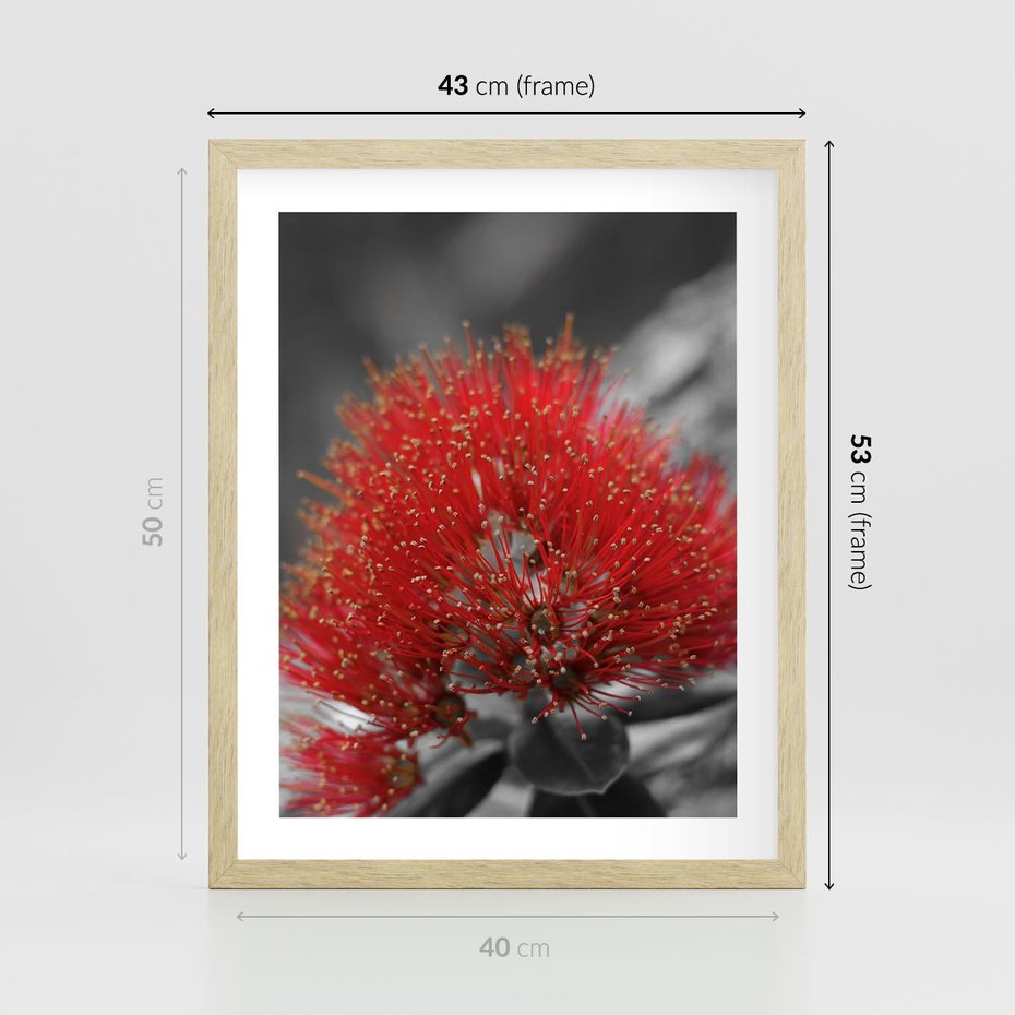 Plakat w ramie 40x50 - Ukwiał na rafie koralowej - ukwiał, rafa - rama drewno