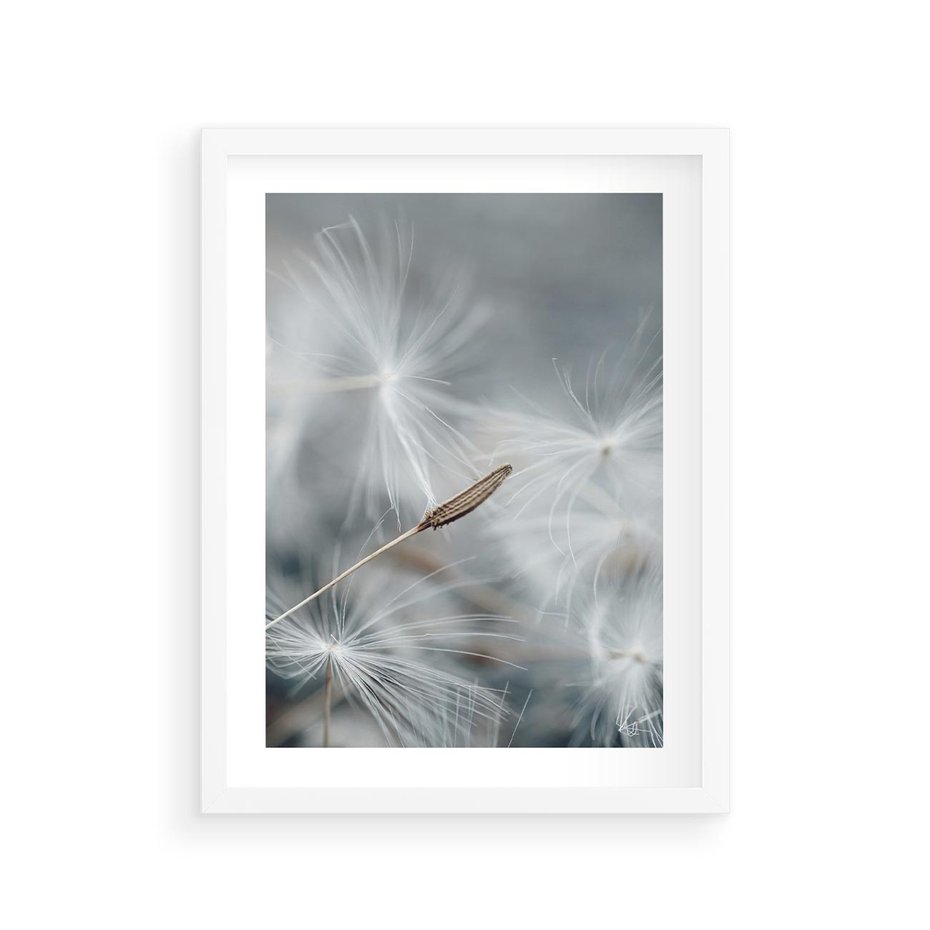 Plakat w ramie 30x40 - Piękno w Delikatności - dmuchawiec, makro zdjęcie - rama biała