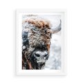 Plakat w ramie 50x70 - Żubr w Krainie Śniegu - żubr, zima - rama biała