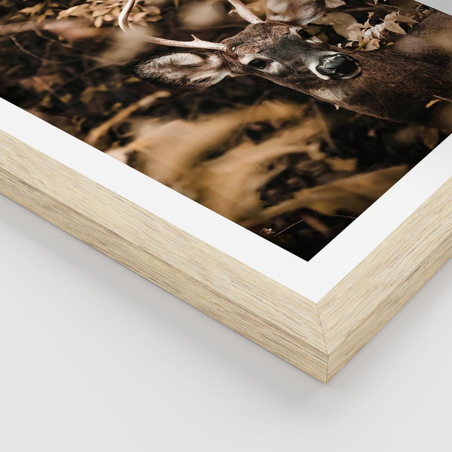 Plakat w ramie 40x50 - Jesienny Jeleń w Lesie - jeleń, w lesie - rama drewno