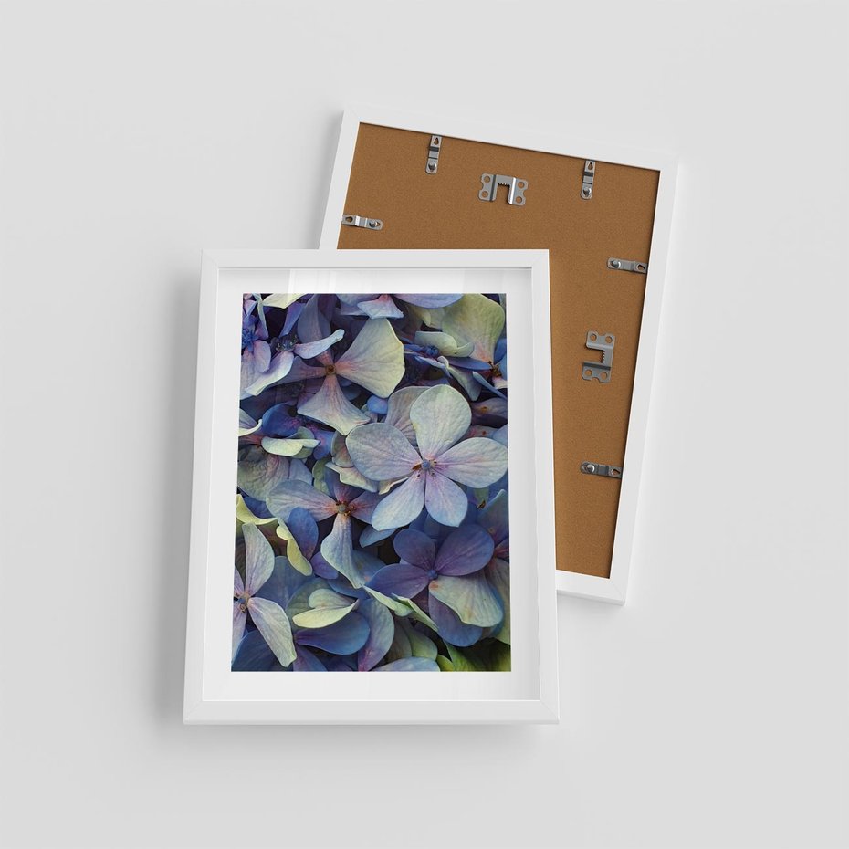 Plakat w ramie 30x40 - Hortensja - delikatność kwiatów - hortensja, kwiaty - rama biała