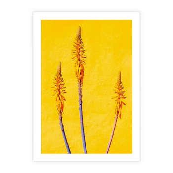 Plakat bez ramy 50x70 - Radość Natury - kolor, kwiaty