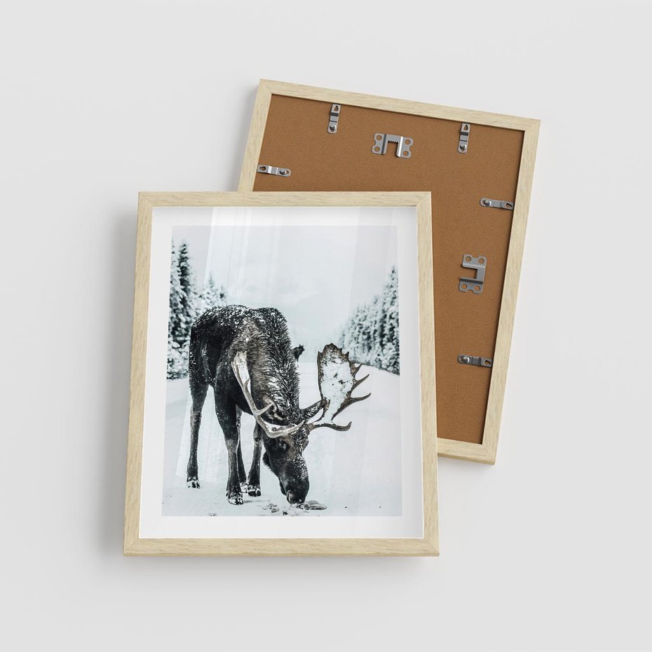 Plakat w ramie 40x50 - Zimowy Portret Łosia - łoś w zimowej scenerii - rama drewno