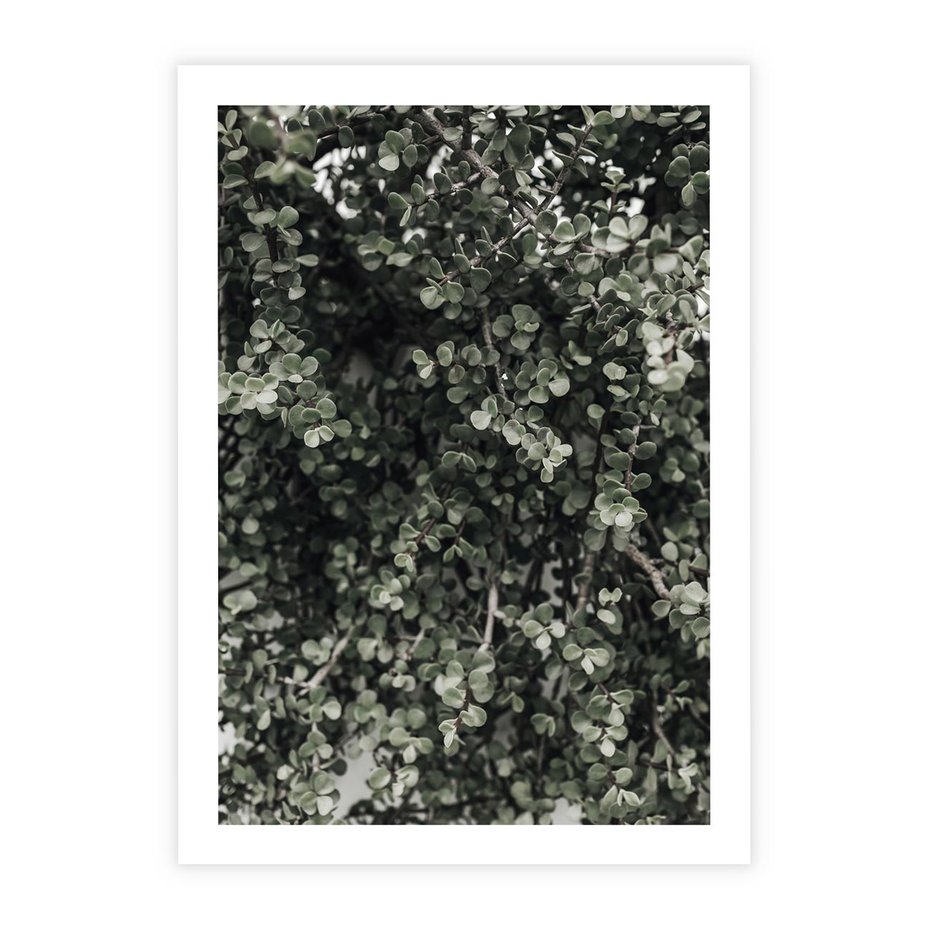 Plakat bez ramy 21x30 - Jasnozielone Liście i Gałązki - liście, gałązki