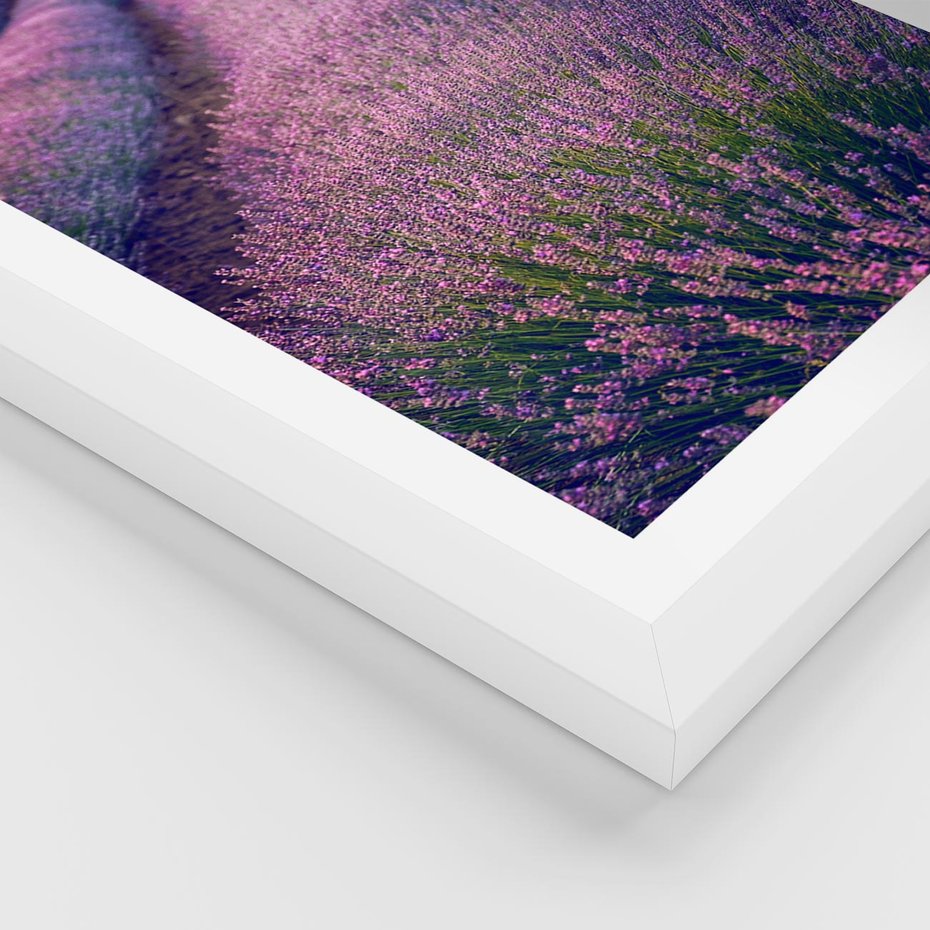 Plakat w ramie 50x70 - Pole Lawendy w Pełnej Krasie - pole lawendy, kompozycja - rama biała