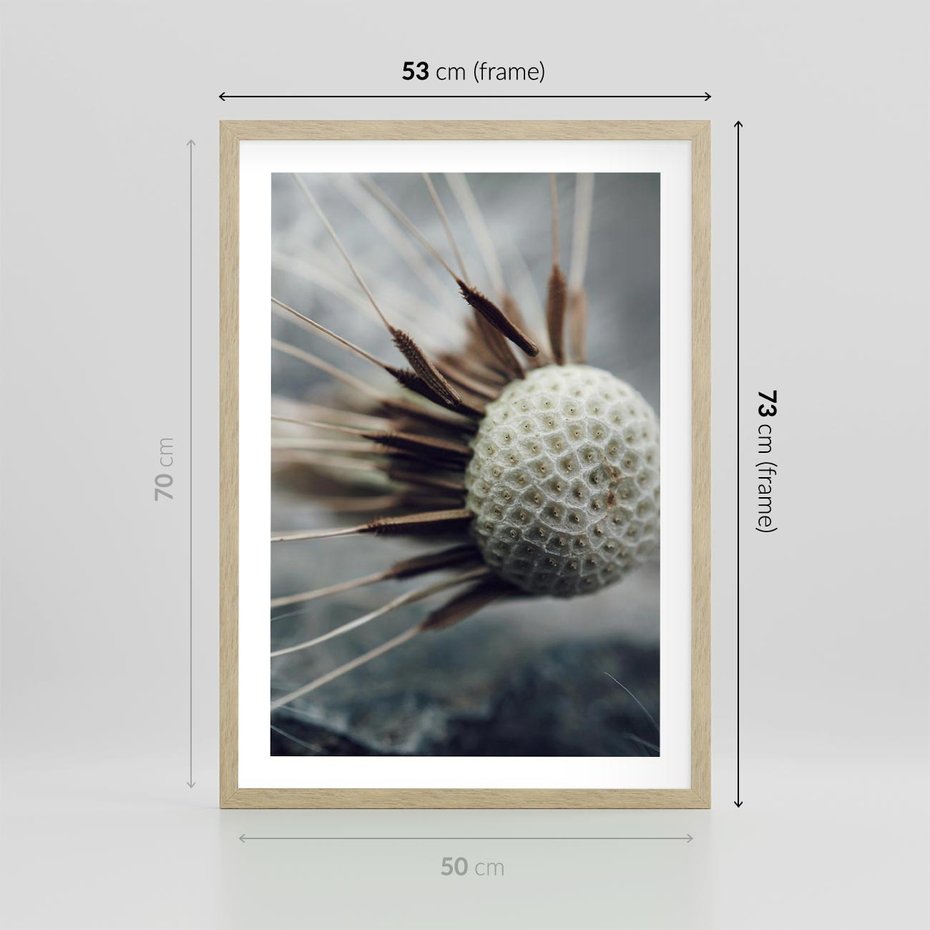 Plakat w ramie 50x70 - Makro Dmuchawiec - dmuchawiec, zbliżenie - rama drewno