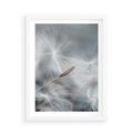 Plakat w ramie 50x70 - Piękno w Delikatności - dmuchawiec, makro zdjęcie - rama biała