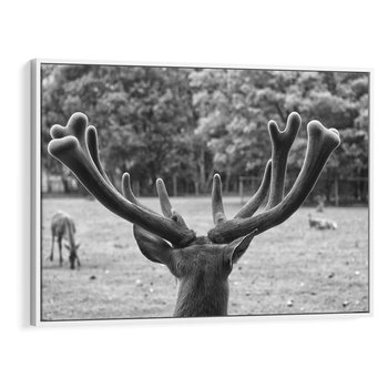 Obraz w ramie 70x50 - Przygubione motyle marzeń - fotografia czarno biała, młody jeleń w zagrodzie - rama biała