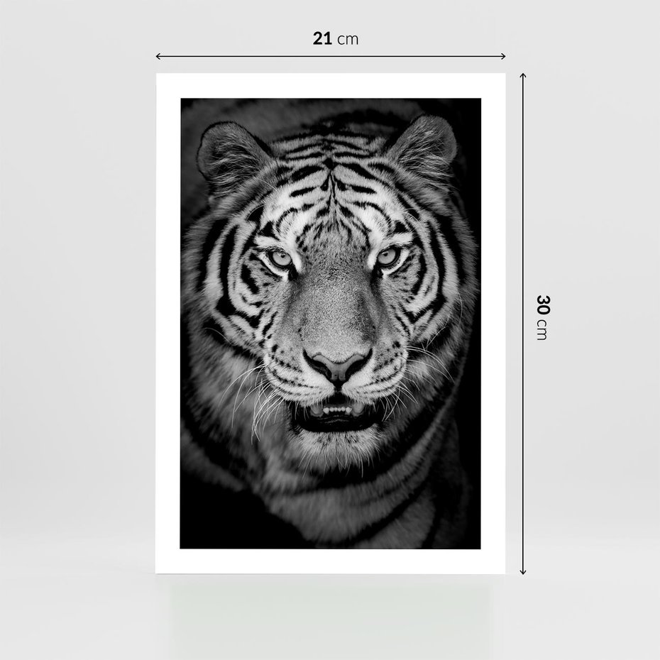 Plakat bez ramy 21x30 - Tygrys Czarno-Biały: Siła i Delikatność - tygrys, czarno