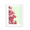Plakat w ramie 30x40 - Orchidea - delikatne kwiaty - orchidea, kwiaty - rama biała