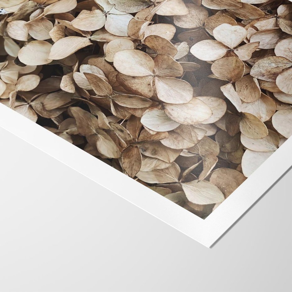 Plakat bez ramy 40x50 - Delikatność Hortensji: Kompozycja Kwiatów w Beżu - hortensja, odcienie beżu