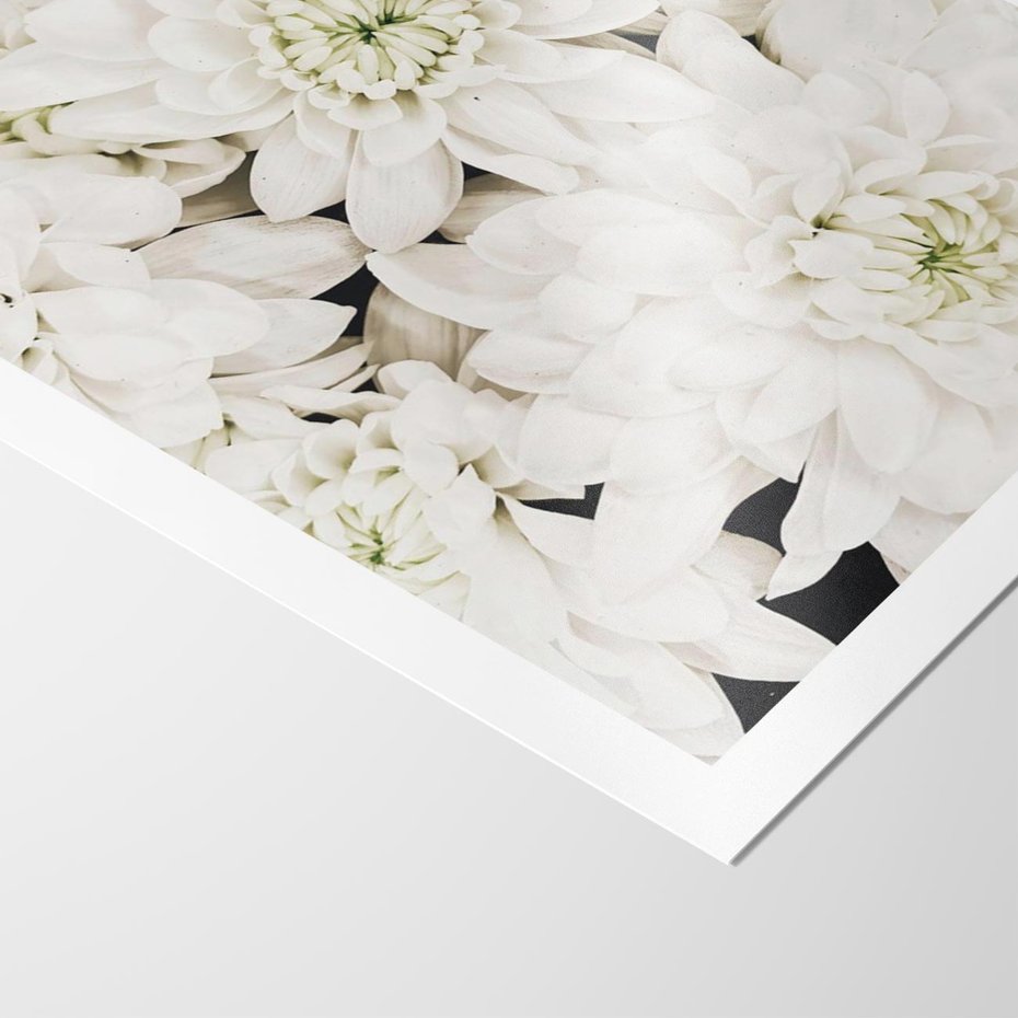Plakat bez ramy 50x70 - Białe Kwiaty: Płatki Delikatności - białe kwiaty, zbliżenie