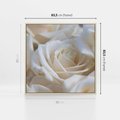 Obraz w ramie 80x80 - Białe róże piękności - białe, róże - rama drewno