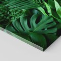 Obraz na płótnie 120x80 - Monstera Liście Fantazja - monstera, liście