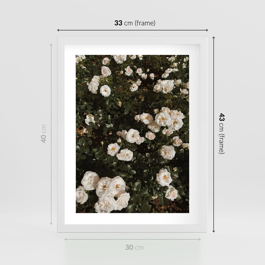 Plakat w ramie 30x40 - Czyste Piękno - białe kwiaty, białe róże - rama biała