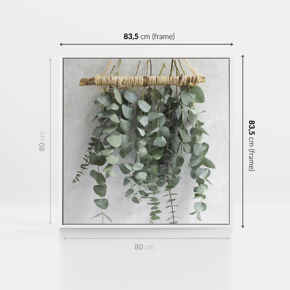 Obraz w ramie 80x80 - Uwodzicielska zieleń eukaliptusa - eukaliptus, zielone - rama biała