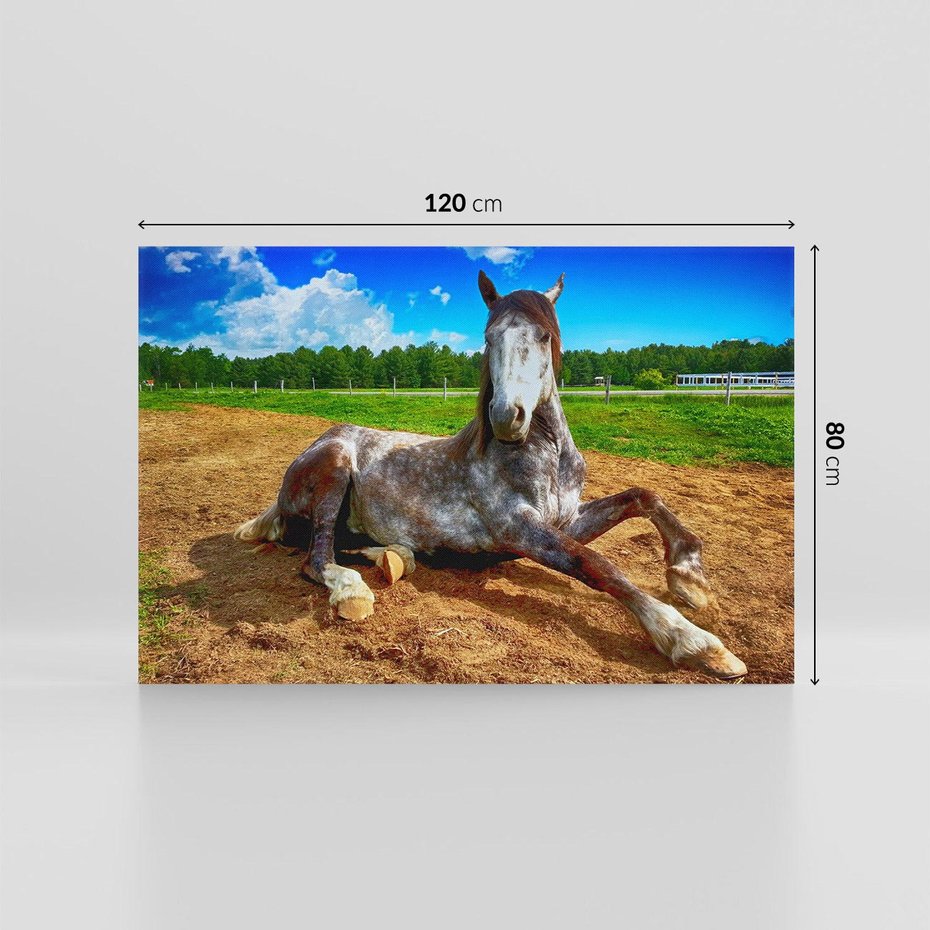 Obraz na płótnie 120x80 - Konie - siła natury - koń, konik