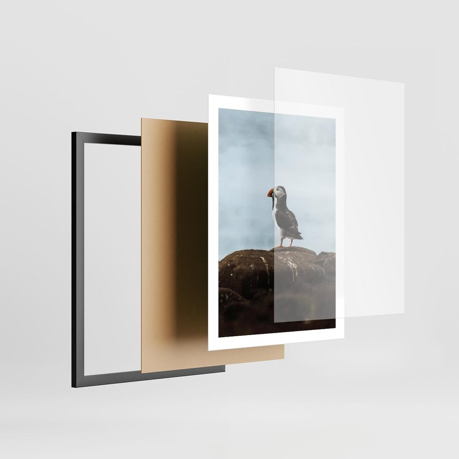 Plakat w ramie 50x70 - Portret Ptaka Morskiego - maskonur, ptak - rama czarna